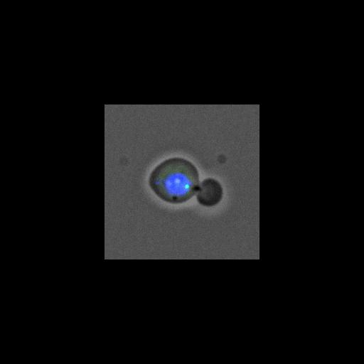  NCBI Organism:Saccharomyces cerevisiae; Cell Components:nucleus, spindle pole body; Biological process:regulation of exit from mitosis, small GTPase mediated signal transduction, mitosis, cell division;