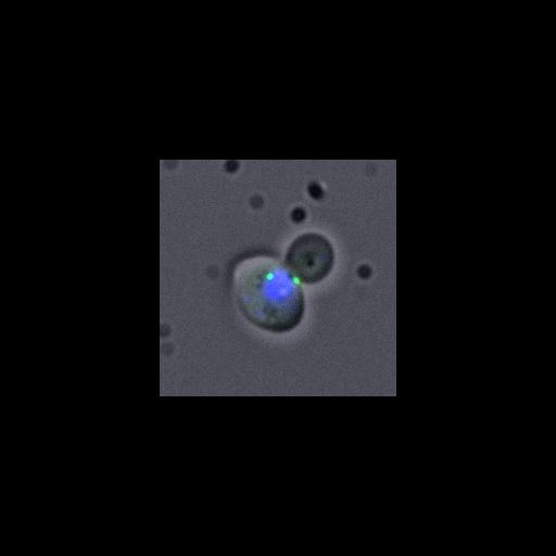  NCBI Organism:Saccharomyces cerevisiae; Cell Components:nucleus, spindle pole body; Biological process:regulation of exit from mitosis, small GTPase mediated signal transduction, mitosis, cell division;