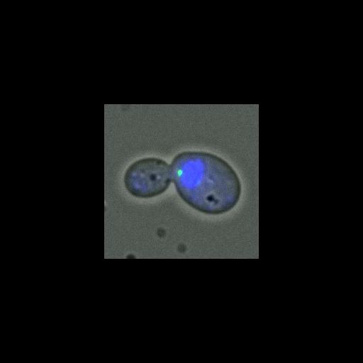  NCBI Organism:Saccharomyces cerevisiae; Cell Components:nucleus, spindle pole body; Biological process:regulation of exit from mitosis, small GTPase mediated signal transduction, mitosis, cell division;