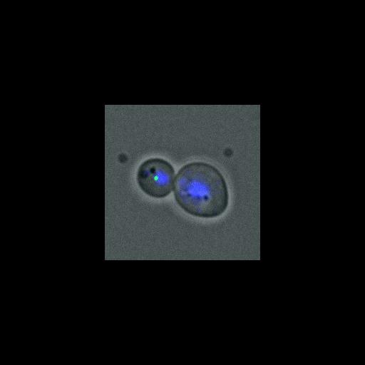  NCBI Organism:Saccharomyces cerevisiae; Cell Components:nucleus, spindle pole body; Biological process:regulation of exit from mitosis, small GTPase mediated signal transduction, mitosis, cell division;