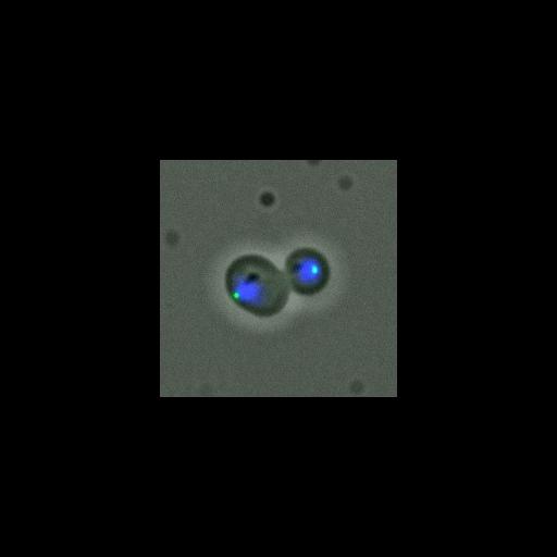  NCBI Organism:Saccharomyces cerevisiae; Cell Components:nucleus, spindle pole body; Biological process:regulation of exit from mitosis, small GTPase mediated signal transduction, mitosis, cell division;