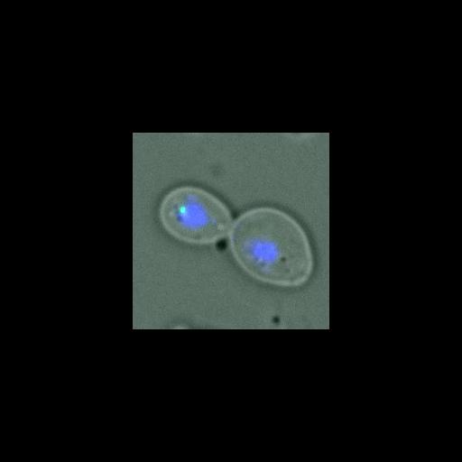  NCBI Organism:Saccharomyces cerevisiae; Cell Components:nucleus, spindle pole body; Biological process:regulation of exit from mitosis, small GTPase mediated signal transduction, mitosis, cell division;