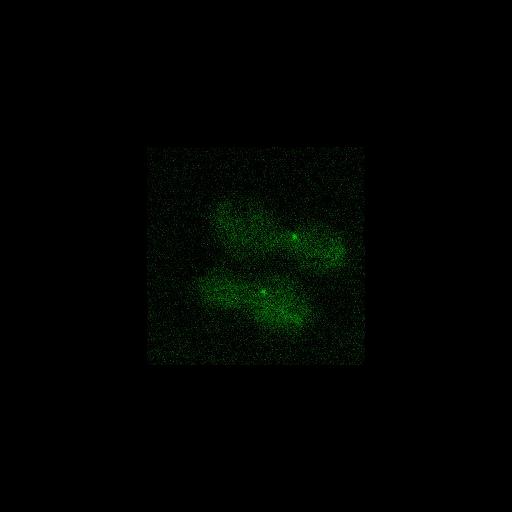  NCBI Organism:Saccharomyces cerevisiae; Cell Components:cytoskeleton, spindle pole body, cytoplasm; Biological process:regulation of exit from mitosis, small GTPase mediated signal transduction, mitosis, cell division, cell cycle, mitotic cell cycle spindle orientation checkpoint;