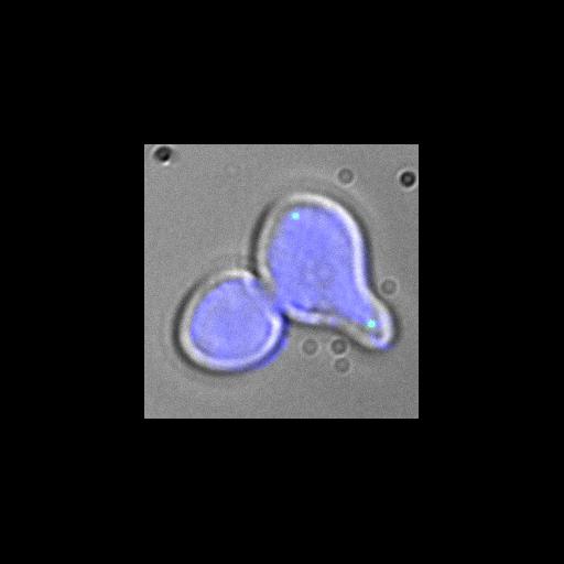  NCBI Organism:Saccharomyces cerevisiae; Cell Components:cytoskeleton, spindle pole body, cytoplasm, nucleus, nuclear envelope; Biological process:regulation of exit from mitosis, small GTPase mediated signal transduction, mitosis, cell division, cell cycle, mitotic cell cycle spindle orientation checkpoint, exit from mitosis;