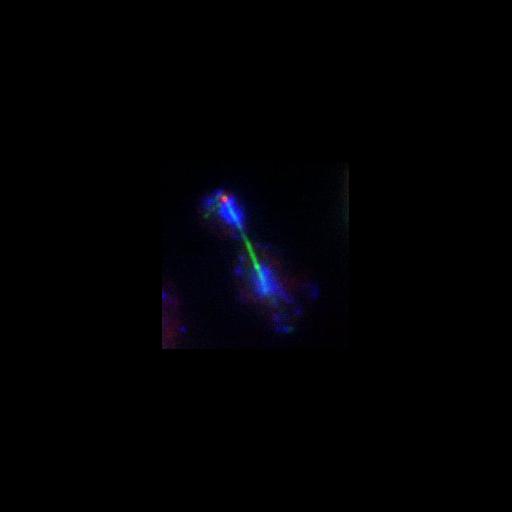  NCBI Organism:Saccharomyces cerevisiae; Cell Components:nucleus, spindle pole body, cytoskeleton, cytoplasm, microtubule, tubulin complex; Biological process:cell cycle, regulation of exit from mitosis, mitotic cell cycle spindle orientation checkpoint, cell division, mitosis, mitotic sister chromatid segregation, microtubule-based process;