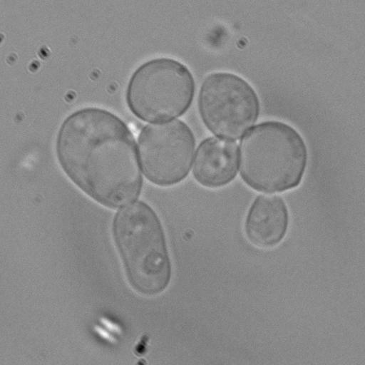  NCBI Organism:Saccharomyces cerevisiae; Cell Components:spindle pole body Biological process:mitotic cell cycle spindle orientation checkpoint, protein phosphorylation;