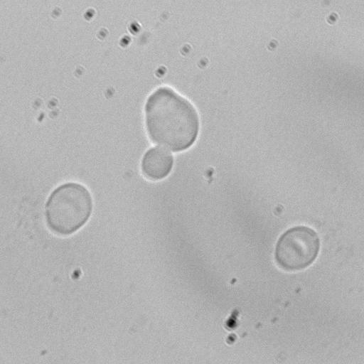  NCBI Organism:Saccharomyces cerevisiae; Cell Components:spindle pole body Biological process:mitotic cell cycle spindle orientation checkpoint, protein phosphorylation;