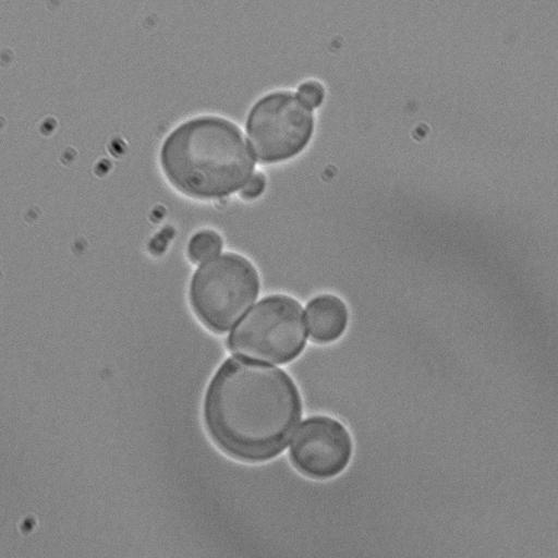  NCBI Organism:Saccharomyces cerevisiae; Cell Components:spindle pole body Biological process:mitotic cell cycle spindle orientation checkpoint, protein phosphorylation, regulation of exit from mitosis, small GTPase mediated signal transduction, mitosis, cell division;