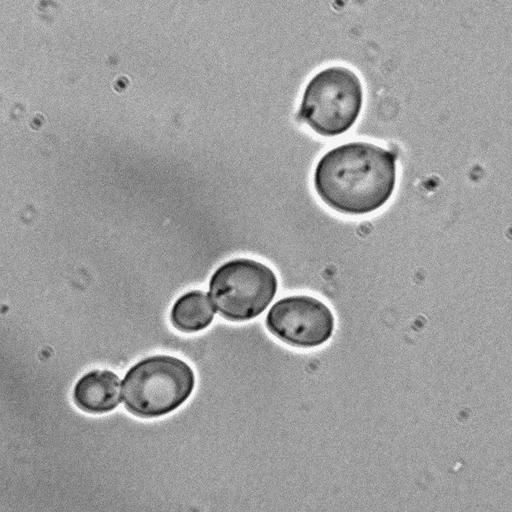  NCBI Organism:Saccharomyces cerevisiae; Cell Components:spindle pole body Biological process:mitotic cell cycle spindle orientation checkpoint, protein phosphorylation, regulation of exit from mitosis, small GTPase mediated signal transduction, mitosis, cell division;