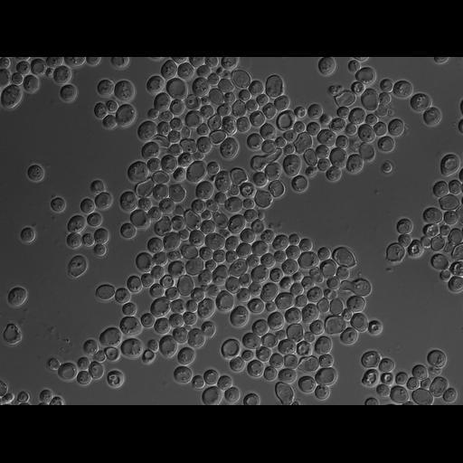  NCBI Organism:Saccharomyces cerevisiae S288c; Cell Components:autophagic vacuole Biological process:autophagy