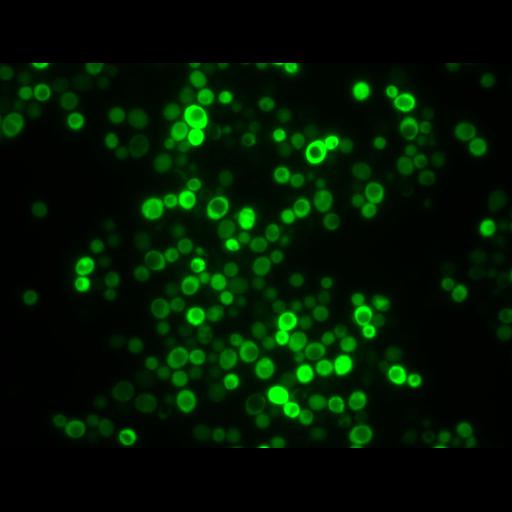  NCBI Organism:Saccharomyces cerevisiae S288c; Cell Components:autophagic vacuole Biological process:autophagy