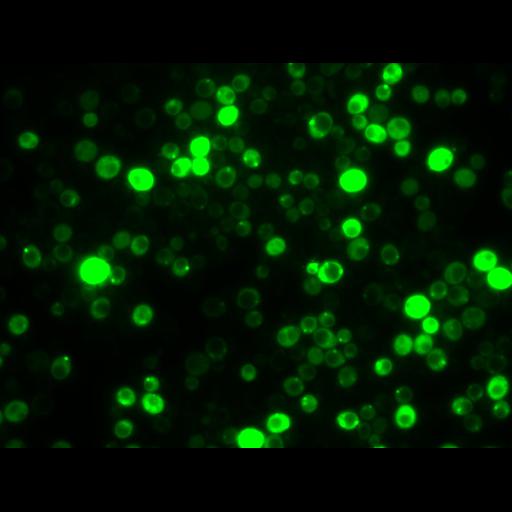  NCBI Organism:Saccharomyces cerevisiae S288c; Cell Components:autophagic vacuole Biological process:autophagy