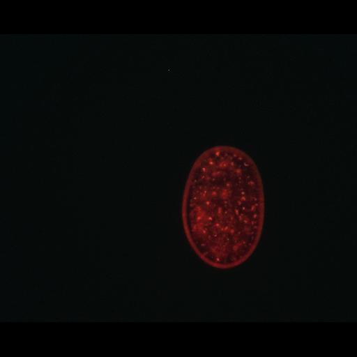  NCBI Organism:Caenorhabditis elegans; Biological process:autophagy