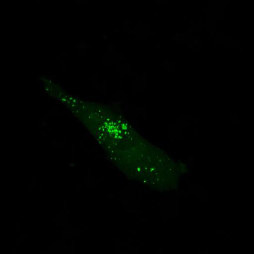  NCBI Organism:Homo sapiens; Cell Types:permanent cell line cell Cell Components:autophagic vacuole Biological process:autophagy