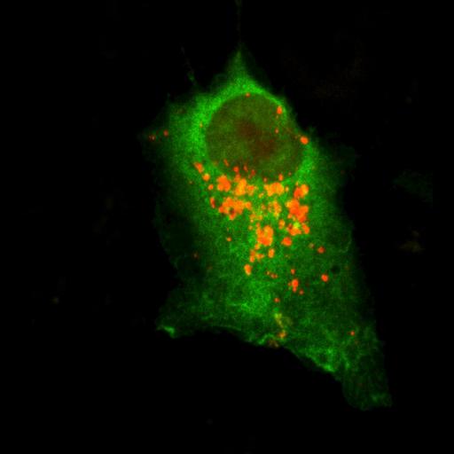  NCBI Organism:Homo sapiens; Cell Types:permanent cell line cell Cell Components:autophagic vacuole, cytoplasm; Biological process:autophagy