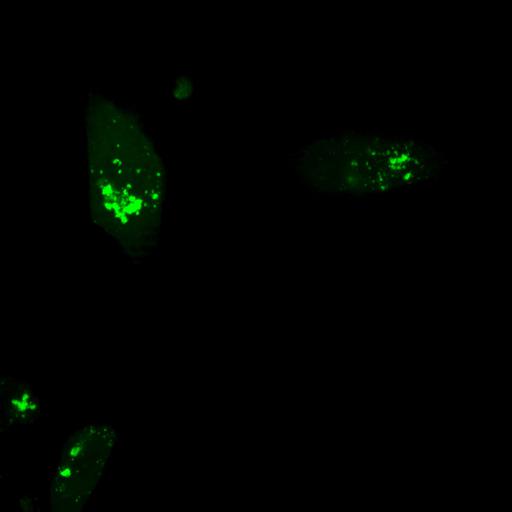  NCBI Organism:Homo sapiens; Cell Types:permanent cell line cell Cell Components:autophagic vacuole Biological process:autophagy