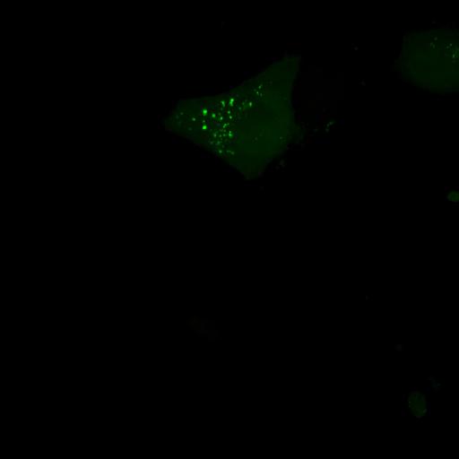  NCBI Organism:Homo sapiens; Cell Types:permanent cell line cell Cell Components:autophagic vacuole Biological process:autophagy