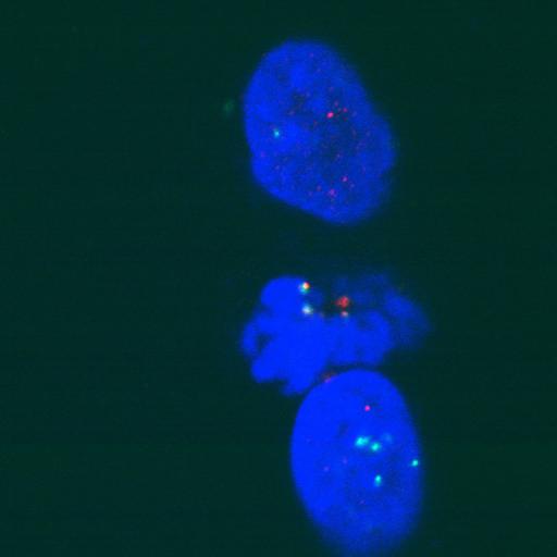  NCBI Organism:Homo sapiens; Cell Components:nuclear chromosome, chromosome, centromeric region; Biological process:cell cycle checkpoint