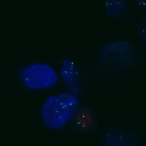  NCBI Organism:Homo sapiens; Cell Components:nuclear chromosome, chromosome, centromeric region; Biological process:cell cycle checkpoint