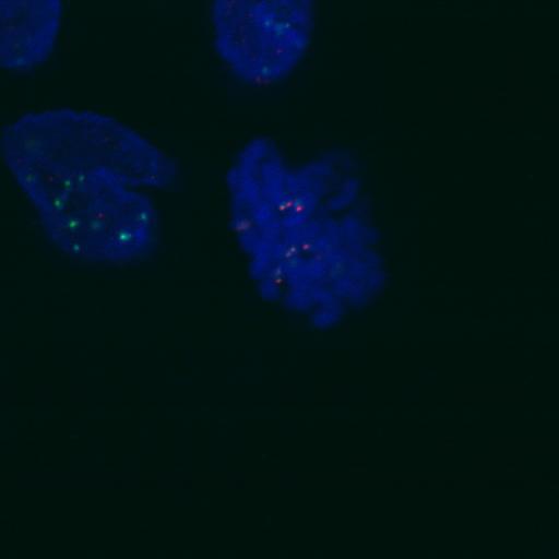  NCBI Organism:Homo sapiens; Cell Components:nuclear chromosome, chromosome, centromeric region; Biological process:cell cycle checkpoint