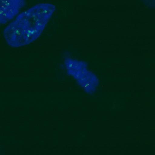  NCBI Organism:Homo sapiens; Cell Components:nuclear chromosome, chromosome, centromeric region; Biological process:cell cycle checkpoint