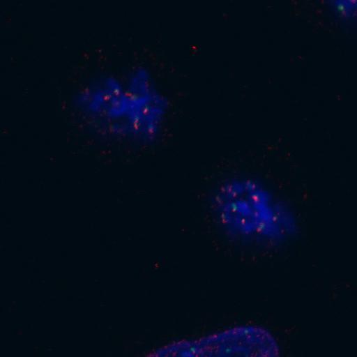  NCBI Organism:Homo sapiens; Cell Components:nuclear chromosome, chromosome, centromeric region; Biological process:cell cycle checkpoint