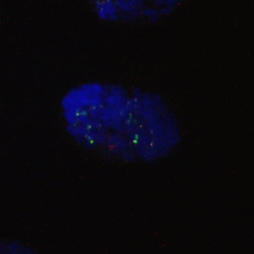  NCBI Organism:Homo sapiens; Cell Components:nuclear chromosome, chromosome, centromeric region; Biological process:cell cycle checkpoint