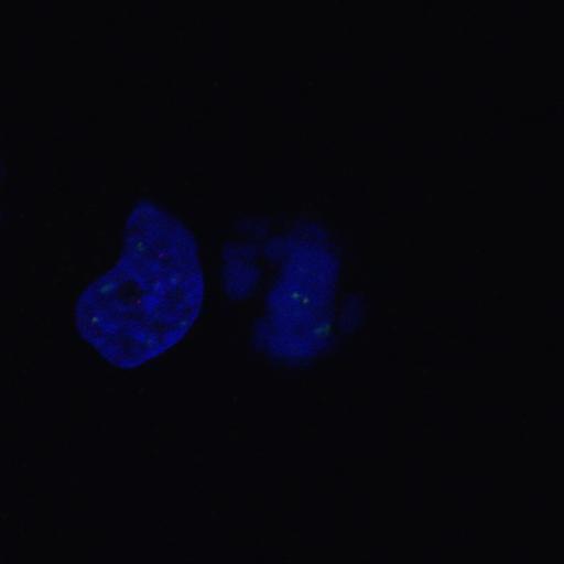  NCBI Organism:Homo sapiens; Cell Components:nuclear chromosome, chromosome, centromeric region; Biological process:cell cycle checkpoint