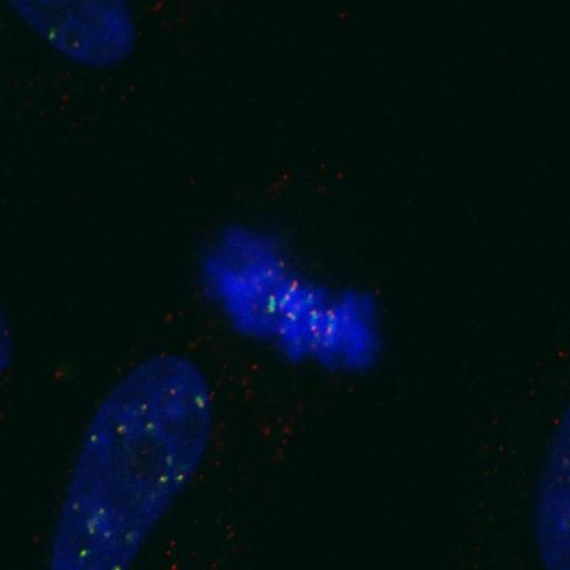  NCBI Organism:Homo sapiens; Cell Components:nuclear chromosome, chromosome, centromeric region; Biological process:cell cycle checkpoint