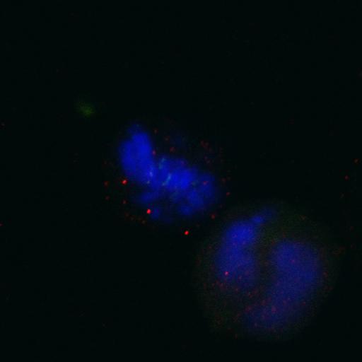  NCBI Organism:Homo sapiens; Cell Components:nuclear chromosome, chromosome, centromeric region; Biological process:cell cycle checkpoint