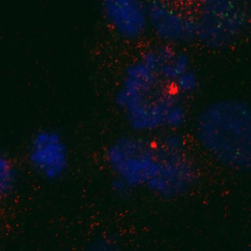  NCBI Organism:Homo sapiens; Cell Components:nuclear chromosome, chromosome, centromeric region; Biological process:cell cycle checkpoint