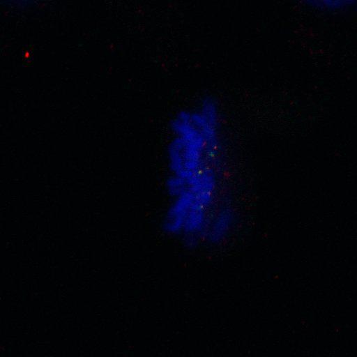  NCBI Organism:Homo sapiens; Cell Components:nuclear chromosome, chromosome, centromeric region; Biological process:cell cycle checkpoint