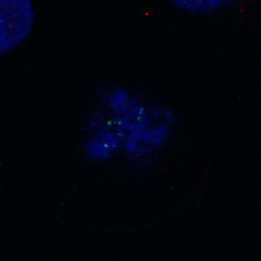  NCBI Organism:Homo sapiens; Cell Components:nuclear chromosome, chromosome, centromeric region; Biological process:cell cycle checkpoint