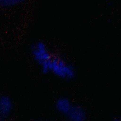  NCBI Organism:Homo sapiens; Cell Components:nuclear chromosome, chromosome, centromeric region; Biological process:cell cycle checkpoint