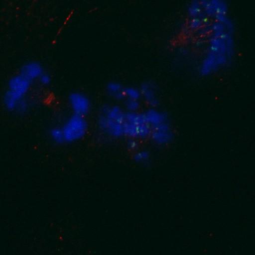  NCBI Organism:Homo sapiens; Cell Components:nuclear chromosome, chromosome, centromeric region; Biological process:cell cycle checkpoint