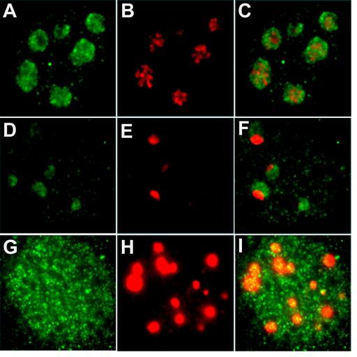  NCBI Organism:Mus musculus; Cell Types:fibroblast Cell Components:nucleolus Biological process:ribosome biogenesis, nucleus organization, RNA metabolic process;