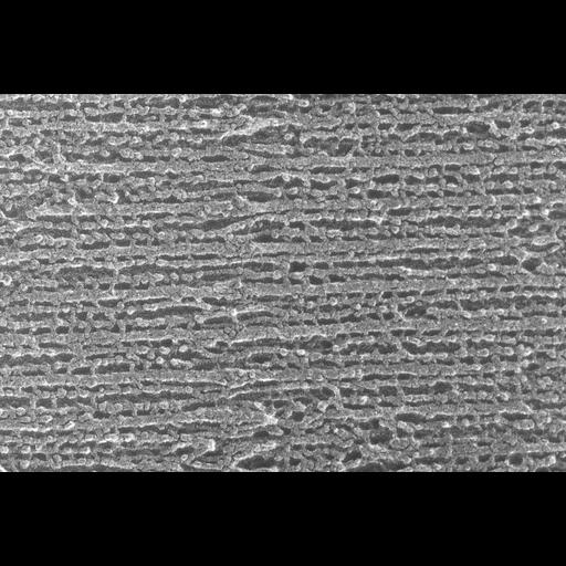  NCBI Organism:Oryctolagus cuniculus; Cell Types:skeletal muscle cell Cell Components:cytoskeleton Biological process:skeletal muscle contraction