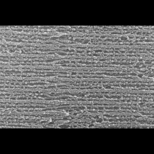  NCBI Organism:Oryctolagus cuniculus; Cell Types:skeletal muscle cell Cell Components:cytoskeleton Biological process:skeletal muscle contraction