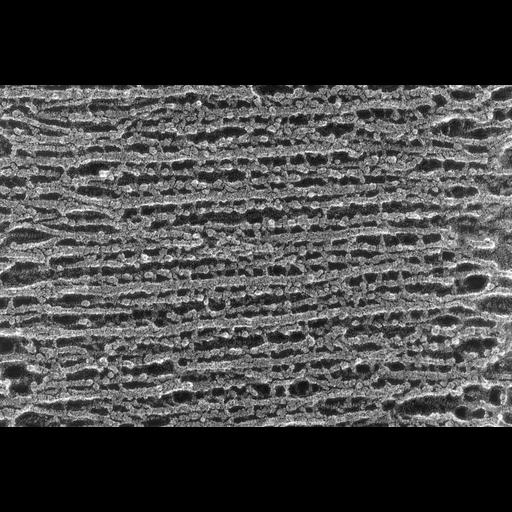  NCBI Organism:Oryctolagus cuniculus; Cell Types:skeletal muscle cell Cell Components:cytoskeleton Biological process:skeletal muscle contraction