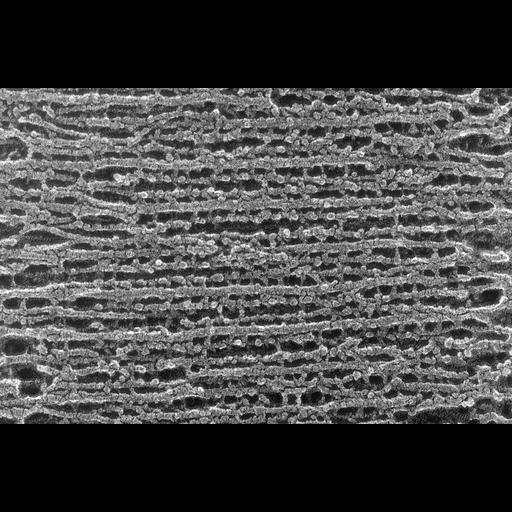  NCBI Organism:Oryctolagus cuniculus; Cell Types:skeletal muscle cell Cell Components:cytoskeleton Biological process:skeletal muscle contraction