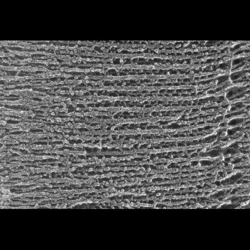  NCBI Organism:Oryctolagus cuniculus; Cell Types:skeletal muscle cell Cell Components:cytoskeleton Biological process:skeletal muscle contraction