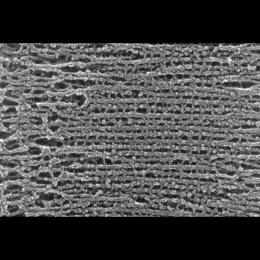  NCBI Organism:Oryctolagus cuniculus; Cell Types:skeletal muscle cell Cell Components:cytoskeleton Biological process:skeletal muscle contraction