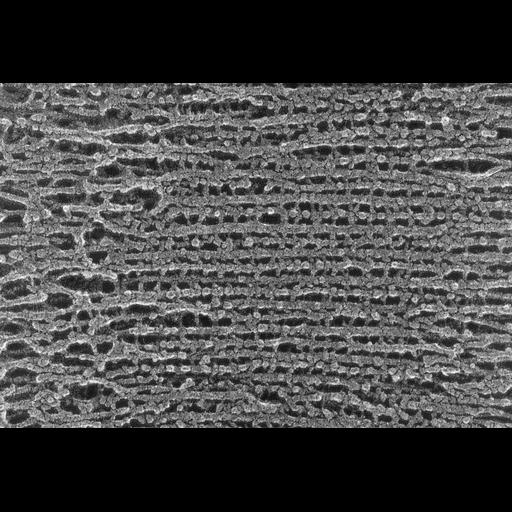  NCBI Organism:Oryctolagus cuniculus; Cell Types:skeletal muscle cell Cell Components:cytoskeleton Biological process:skeletal muscle contraction