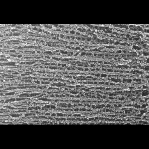  NCBI Organism:Oryctolagus cuniculus; Cell Types:skeletal muscle cell Cell Components:cytoskeleton Biological process:skeletal muscle contraction