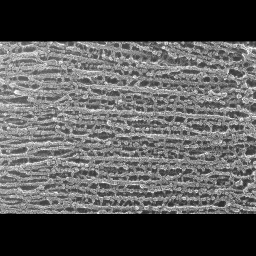  NCBI Organism:Oryctolagus cuniculus; Cell Types:skeletal muscle cell Cell Components:cytoskeleton Biological process:skeletal muscle contraction