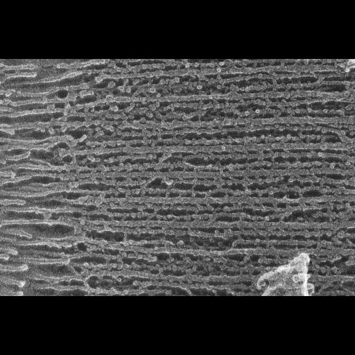  NCBI Organism:Oryctolagus cuniculus; Cell Types:skeletal muscle cell Cell Components:cytoskeleton Biological process:skeletal muscle contraction