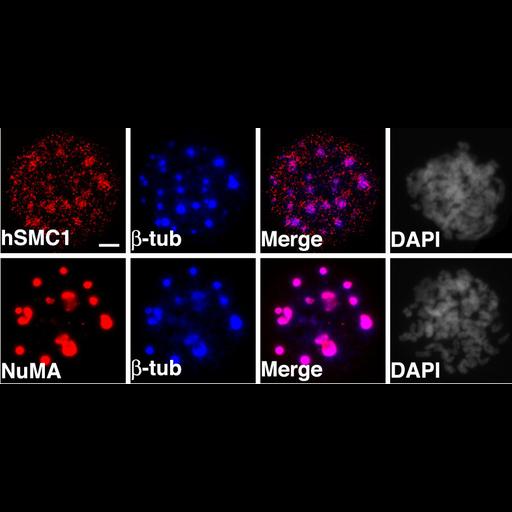  NCBI Organism:Homo sapiens; Cell Components:spindle, kinetochore, nuclear chromosome; Biological process:mitosis