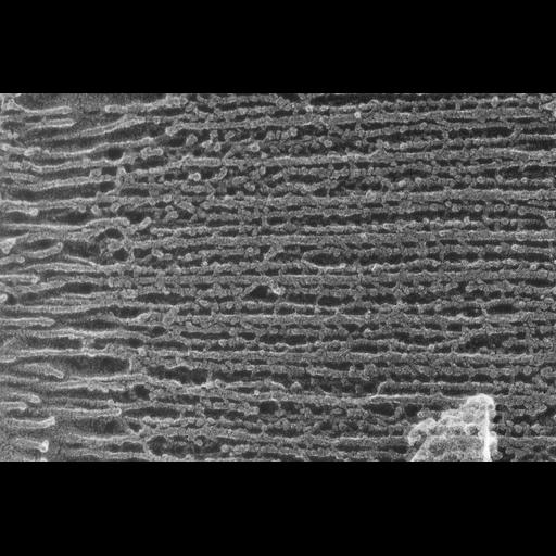  NCBI Organism:Oryctolagus cuniculus; Cell Types:skeletal muscle cell Cell Components:cytoskeleton Biological process:skeletal muscle contraction