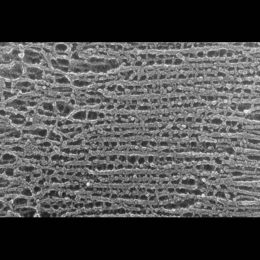  NCBI Organism:Oryctolagus cuniculus; Cell Types:skeletal muscle cell Cell Components:cytoskeleton Biological process:skeletal muscle contraction