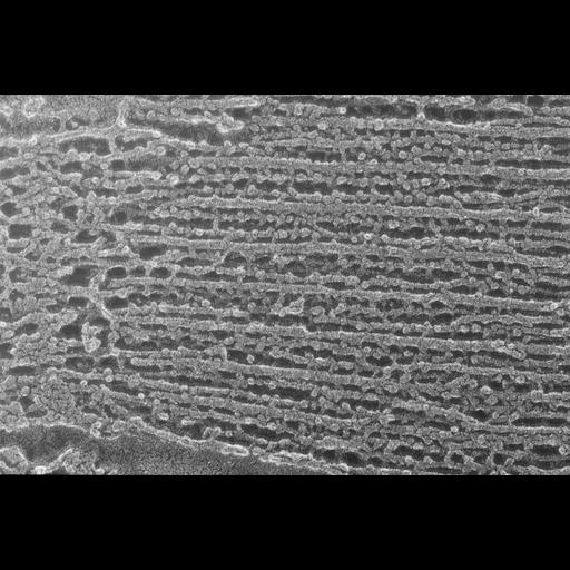  NCBI Organism:Oryctolagus cuniculus; Cell Types:skeletal muscle cell Cell Components:cytoskeleton Biological process:skeletal muscle contraction